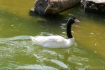 Black-necked swan