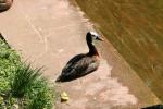 White-faced whistling-duck