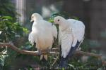 Pied imperial-pigeon