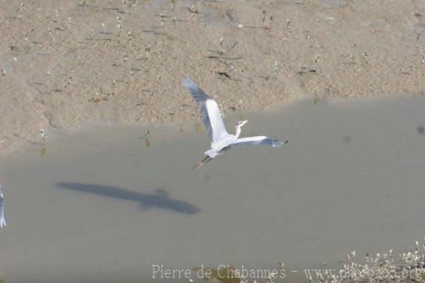 Asian grey heron