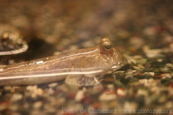 Great blue-spotted mudskipper