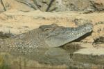 Saltwater crocodile