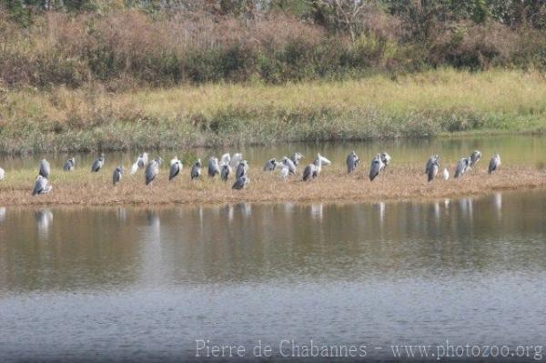 Waterbirds