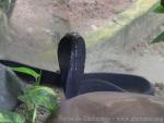 Equatorial spitting cobra *