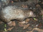 Long-tailed porcupine