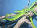 Asian vine snake