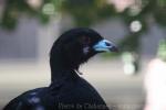 Wattled guan *