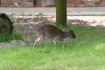 Western blue duiker