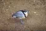 Egyptian plover