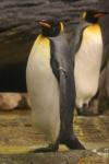 King penguin