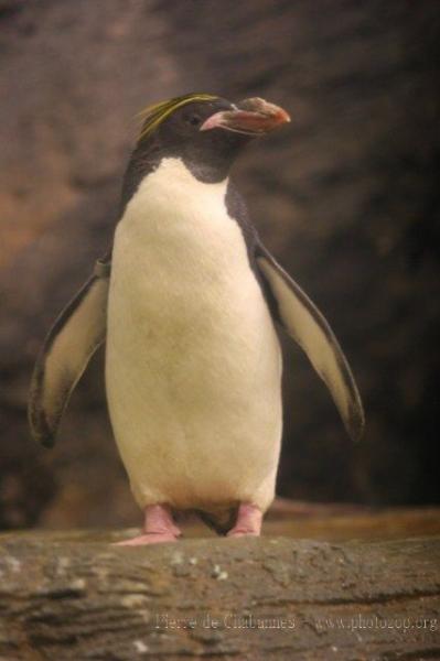 Macaroni penguin