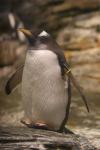 Gentoo penguin