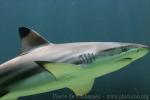 Blacktip reef shark *