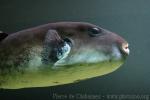 Blue-spotted puffer *