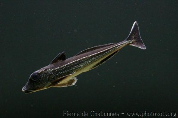 Grey gurnard