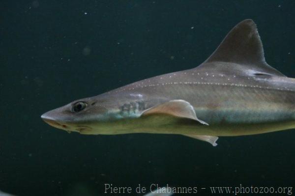 Starry smooth-hound *