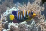 Regal angelfish