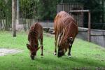 Eastern bongo