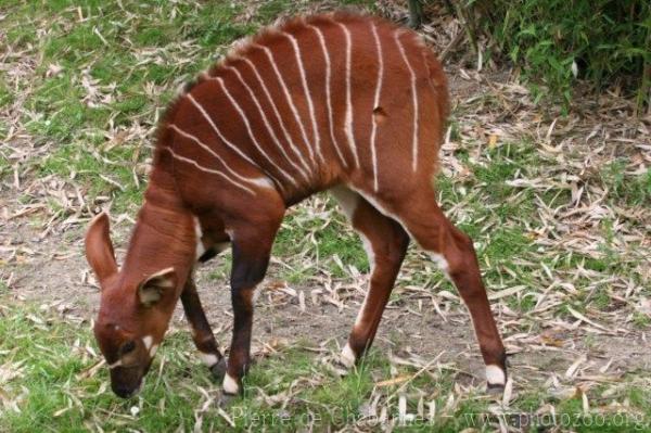 Eastern bongo