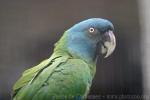 Blue-headed macaw