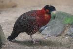 Satyr tragopan