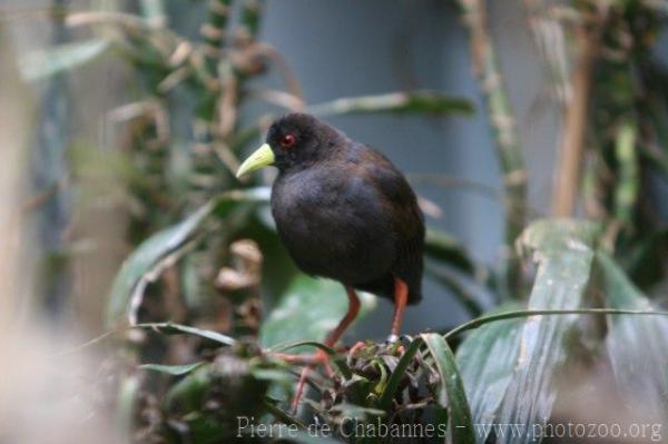 Black crake