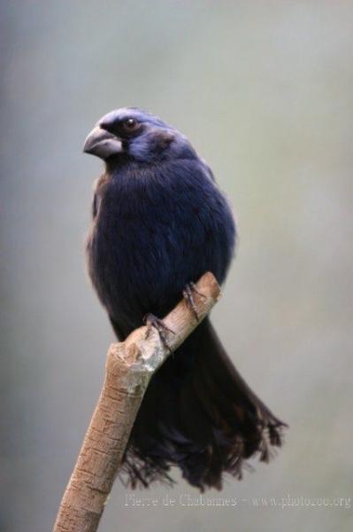 Ultramarine grosbeak