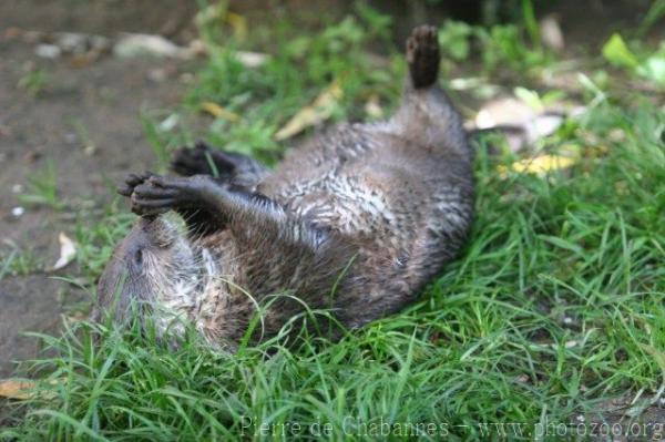 Asian small-clawed otter