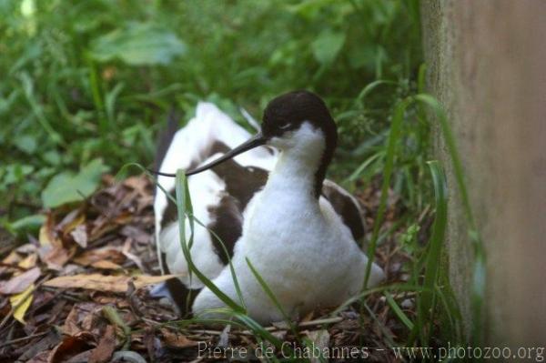 Pied avocet