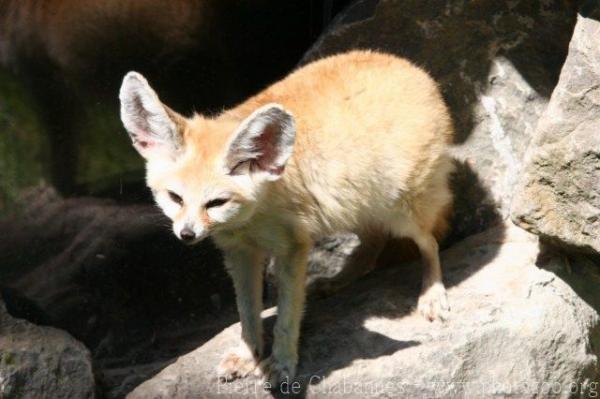 Fennec fox