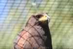 Harris' hawk