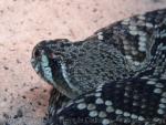 Eastern diamondback rattlesnake