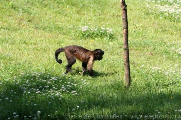 Guianan brown capuchin