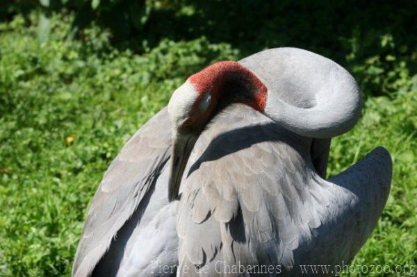 Australian sarus crane