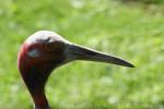 Australian sarus crane