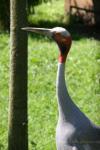 Australian sarus crane