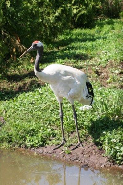 Red-crowned crane