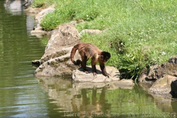 Guianan brown capuchin