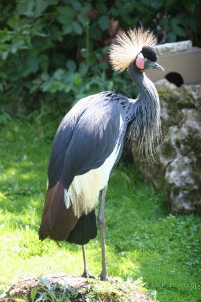 Black crowned-crane