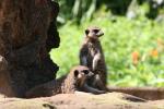 Slender-tailed meerkat