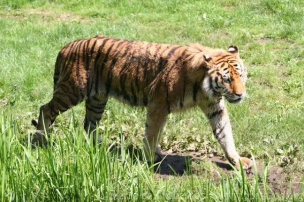 Mainland (Siberian) tiger