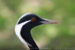 Demoiselle crane