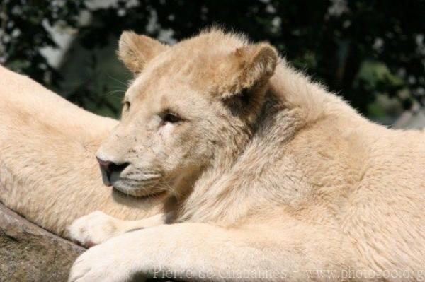 East-African (Transvaal) Lion