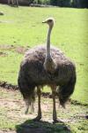 South-African ostrich