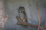 Chaco owl