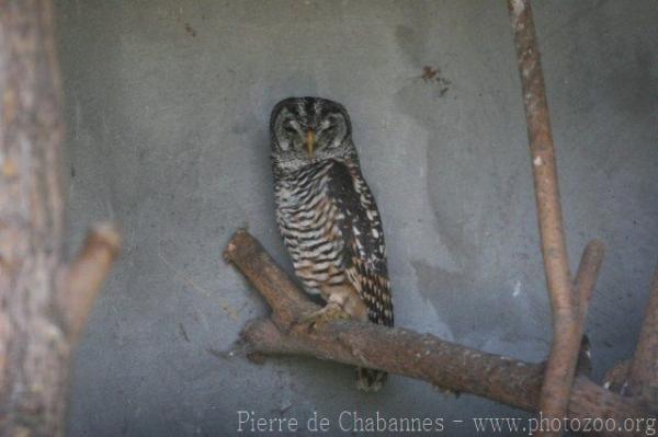 Chaco owl