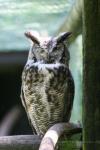 Great horned owl