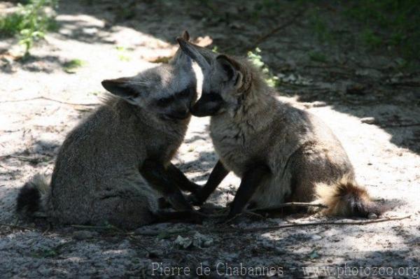 Bat-eared fox