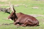 Ankole cattle