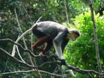 Red-shanked douc langur